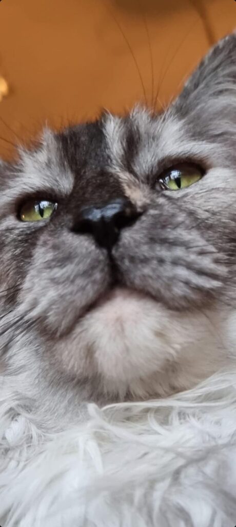 Volunteering in Rotterdam: My 3-Month Hostel Experience at Ani & Haakien & Life Here 1